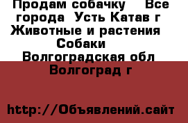 Продам собачку  - Все города, Усть-Катав г. Животные и растения » Собаки   . Волгоградская обл.,Волгоград г.